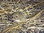 Merriam's Pocket Mouse