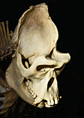 Western Lowland Gorilla Skull