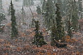 Bull Moose in Snow