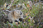 Wrangel Island Collared Lemming