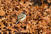 Eastern Phoebe (Sayornis phoebe)