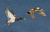 Mallard (Anas platyrhynchos)