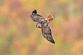 Red-tailed Hawk