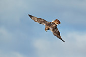 Red-tailed Hawk