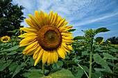 Field of Sunflowers, CT