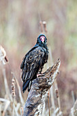 Turkey Vulture (Cathartes aura)