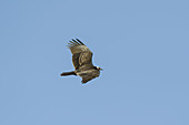 Turkey Vulture (Cathartes aura)