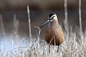 Long-billed Dowitcher