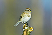 American Tree Sparrow