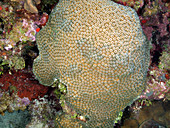 Blushing Star Coral, (Stephanocoenia intersepta)