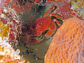 Batwing Crab (Carpilius corallinus) hiding in reef