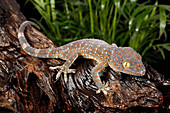 Tokay Gecko (Gekko gecko)