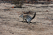 Numbat (Banded Anteater)