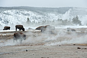 Bison in Winter, Yellowstone