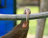 Sloth claws