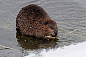 Beaver Eating in Yellowstone