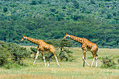 Rothschild Giraffes