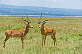 Male Impalas