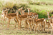 Impalas and Young