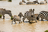 Zebra in River