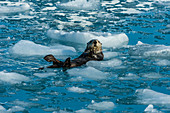 Sea Otter, Alaska