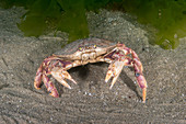 Atlantic Rock Crab