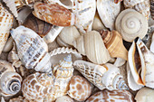 Seashells and Sand
