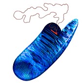 Mitochondrion, illustration