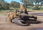 Sabretooth cats and mammoth prey, illustration