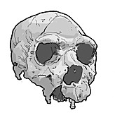 Homo heidelbergensis cranium, illustration