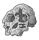 Kenyanthropus platyops skull, illustration