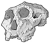 Paranthropus robustus skull, illustration