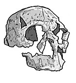 Homo rudolfensis skull, illustration