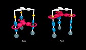 Molecular elevator, molecular model