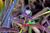 Feathery Blue Flower