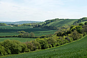 Farmland and winter wheat