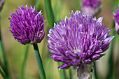 Chive flowers