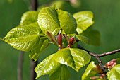 Young leaves small-leaved lime