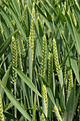 Wheat coming into ear