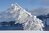 Ice and Hoarfrost Coated Tree, Crater Lake NP, OR