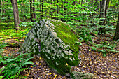 Boulder in the Forest