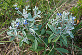 Silver-leaf Indian breadroot