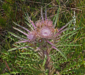 Elk thistle, Cirsium foliosum