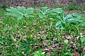 Mayapple plants and fruit