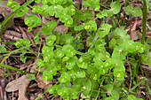 Wedgeleaf spurge, Euphorbia longicruris