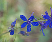 Nuttall's larkspur, Delphinium nuttallianum