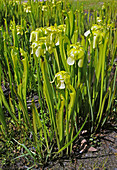 Yellow pitcher plant, Sarracenia alata