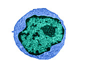 T Lymphocyte, T Cells, TEM