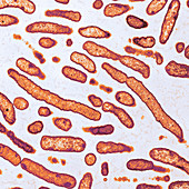 Elizabethkingia anophelis, Bacteria, TEM