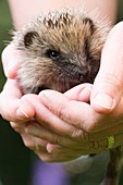 Rehabilitated young hedgehog